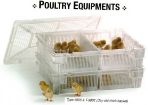 POULTRY - 01